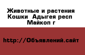 Животные и растения Кошки. Адыгея респ.,Майкоп г.